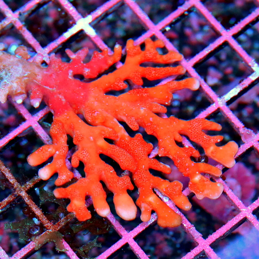 4x3 STYLASTER CORAL - SUPER NEON ORANGE ULTRA COLORED STYLASTER CORAL