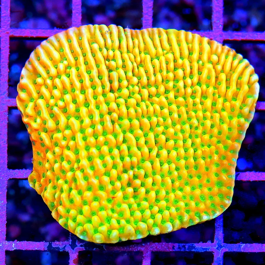 3" MONTIPORA CORAL - ULTRA ULTRA GREEN POLYPED HANDPICKED MONTIPORA