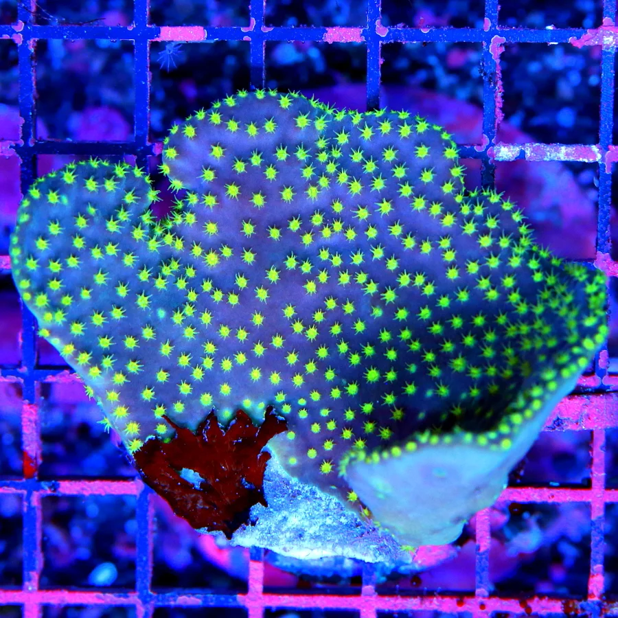 4x5 PAGODA CUP CORAL - PURPLE ULTRA COLORED "LA LAKER" PAGODA CUP