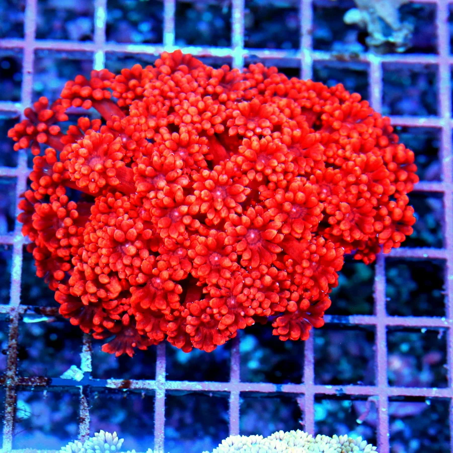 4.5x4.5 GONIOPORA CORAL - BRIGHT NEON ULTRA ULTRA RED BLUE EYED GONIOPORA CORAL