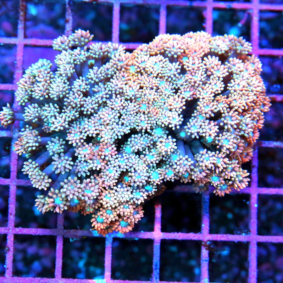 4x3 GONIOPORA CORAL -  SUPER NEON ORANGE AND PINK BLUE EYED GONIOPORA CORAL