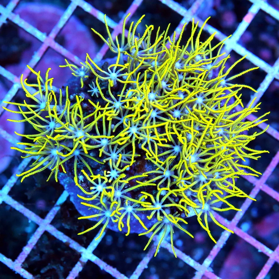 3x3 METALLIC GREEN STAR POLYPS - VERY VERY NICE METALLIC GREEN STAR POLYPS