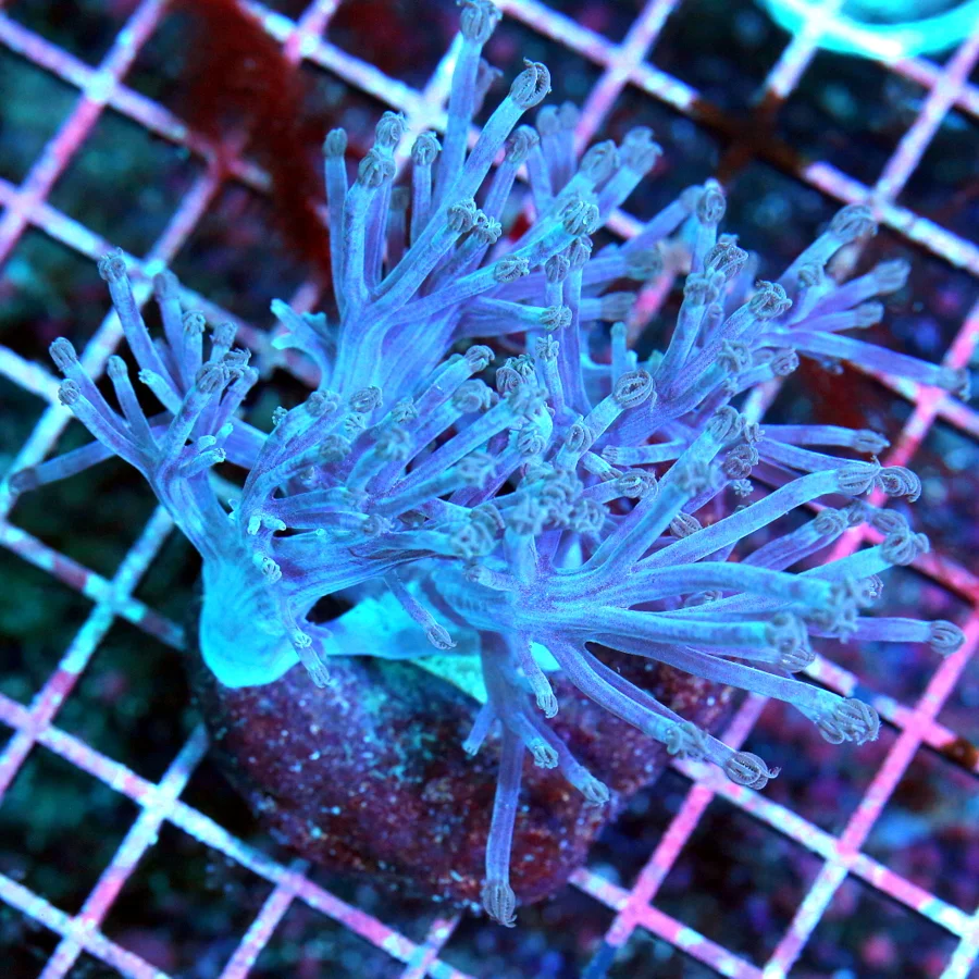 4.5x4 CESPITULARIA  CORAL - BRIGHT NEON BLUE ULTRA COLORED BLUE XENIA CESPITULARIA CORAL