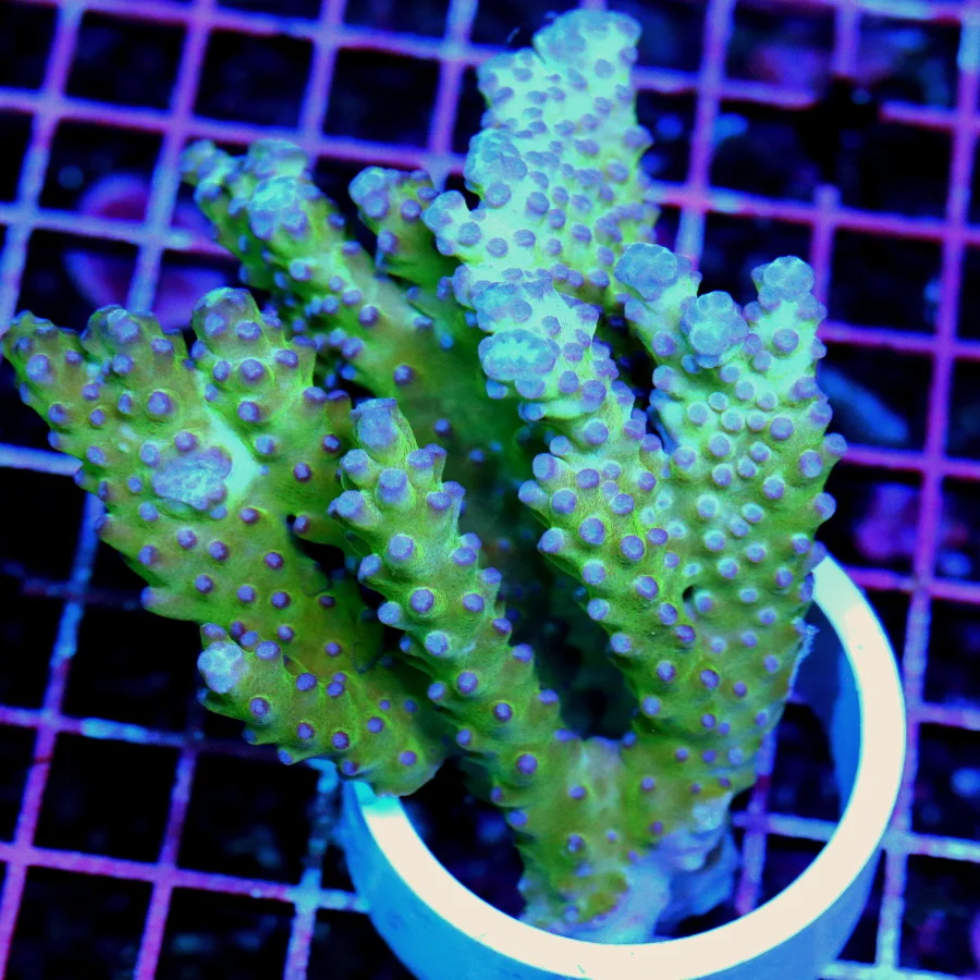 5.5x4.5 BRANCHING TURBINARIA SCROLL CORAL - ONLY ONE I'VE EVER SEEN IN TWENTY YEARS OF THE HOBBY