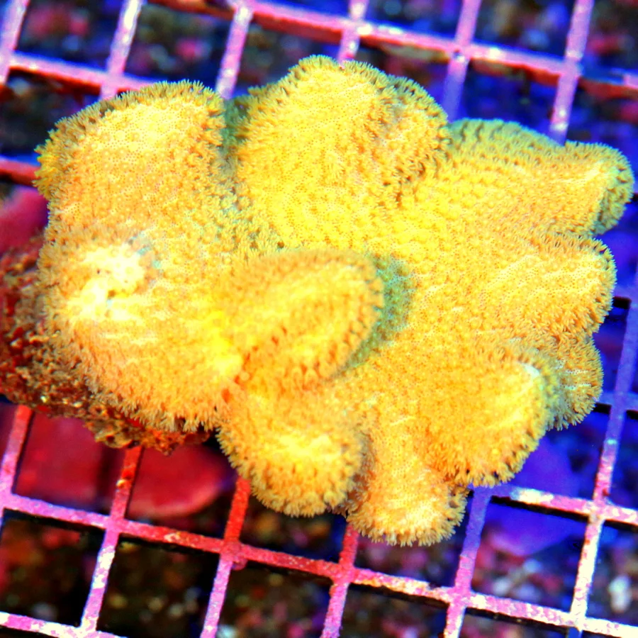 4.5x4 SARCOPHYTON ELEGANS CORAL - NEON YELLOW ULTRA COLORED SARCOPHYTON ELEGANS CORAL