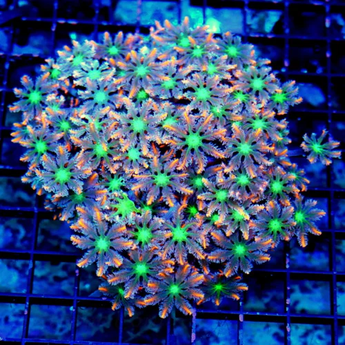 5.5x5 XL CLOVE POLYPS - ULTRA COLORED TRUE FIRECRACKER CLOVE POLYPS
