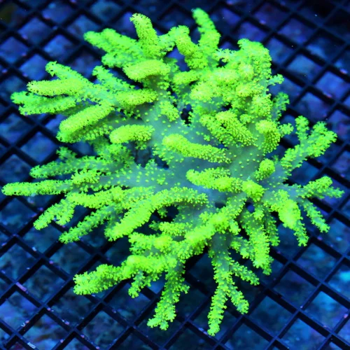 6.5x6.5 SINULARIA LEATHER CORAL - SUPER GLOW IN THE DARK LEMON LIME YELLOW SINULARIA LEATHER CORAL