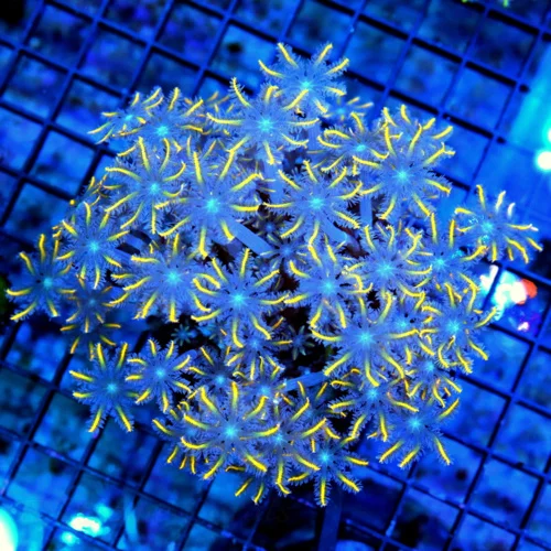 5.5x5 CLOVE POLYPS CORAL - ULTRA GRADE ULTRA COLORED "FIRECRACKER" CLOVE POLYPS