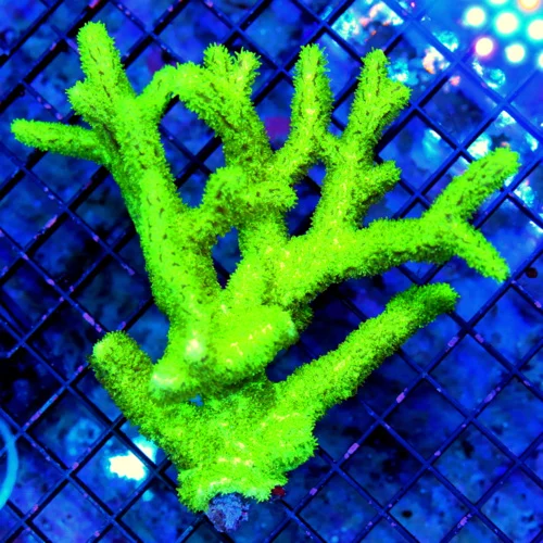 6x5 BRANCHING HYDNOPHORA CORAL - VERY VERY RARE BRANCHING HYDNOPHORA CORAL