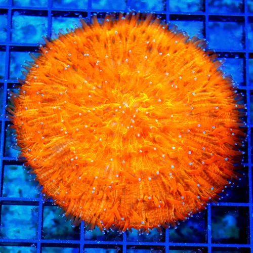4.5x4.5 XL PLATE CORAL - SCREAMING NEON ORANGE ULTRA GRADE PLATE CORAL
