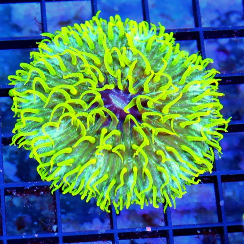 4x4 PLATE CORAL - INCREDIBLE NEON GREEN AND BLUE PURPLE MOUTHED SUPER YELLOW TENTACLED PLATE CORAL