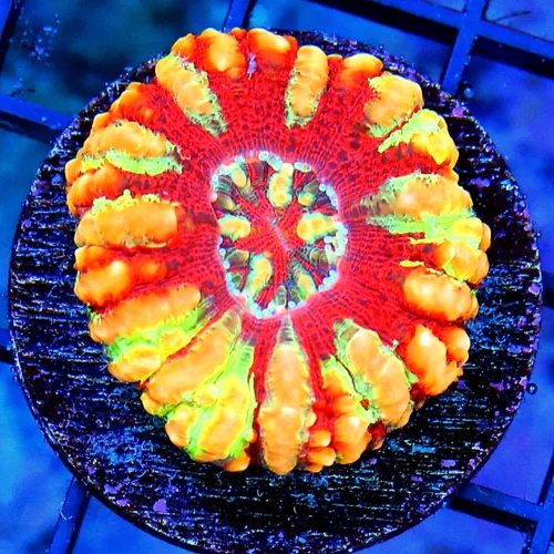 MINI SCOLYMIA - ULTRA COLORED RAINBOW MINI SCOLYMIA CORAL