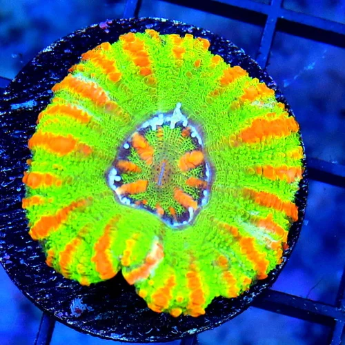 MINI SCOLYMIA - ULTRA COLORED RAINBOW MINI SCOLYMIA CORAL