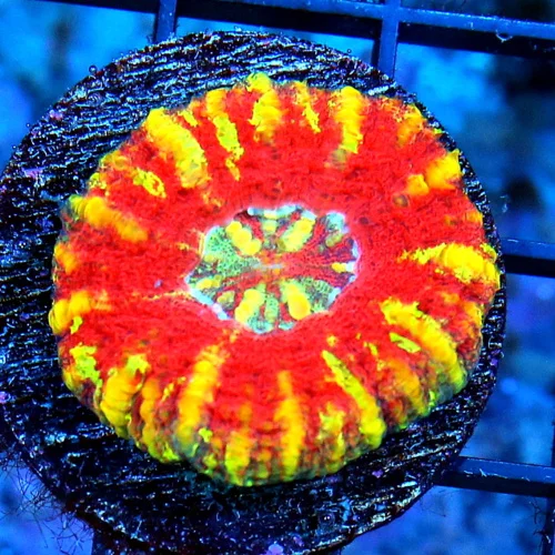 MINI SCOLYMIA - ULTRA COLORED RAINBOW MINI SCOLYMIA CORAL