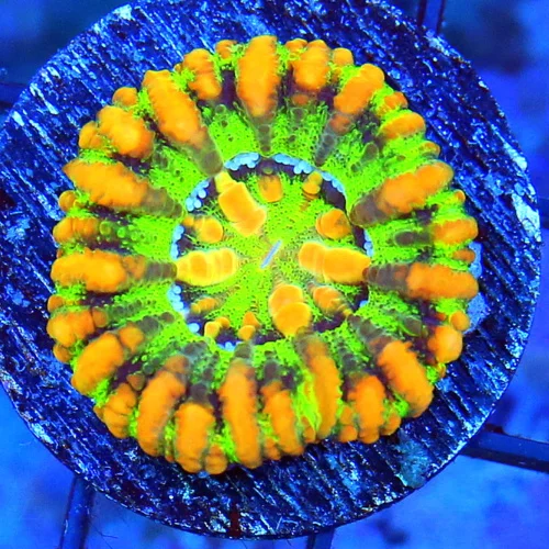 MINI SCOLYMIA - ULTRA COLORED RAINBOW MINI SCOLYMIA CORAL