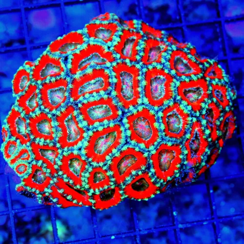 4.5x4 ACANTHASTREA LORDHOWENSIS CORAL - ULTRA COLORED ULTRA GRADE RAINBOW ACAN LORD CORAL