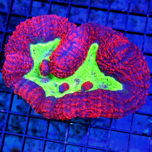5.5x4 LOBOPHYLLIA CORAL - PERFECT NEON READ ULTRA GRADE ULTRA COLORED CARPET LOBOPHYLLIA CORAL