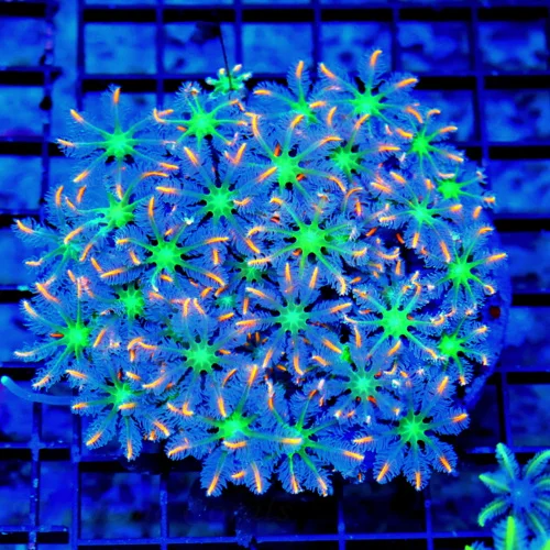 4.5x4 CLOVE POLYPS CORAL - ULTRA GRADE ULTRA COLORED "FIRECRACKER" CLOVE POLYPS