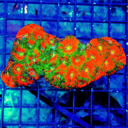 5.5x3 ACANTHASTREA ECHINATA CORAL - I LOVE THIS COLOR! VERY SPECIAL "ORANGE CRUSH" ACAN ECHINATA