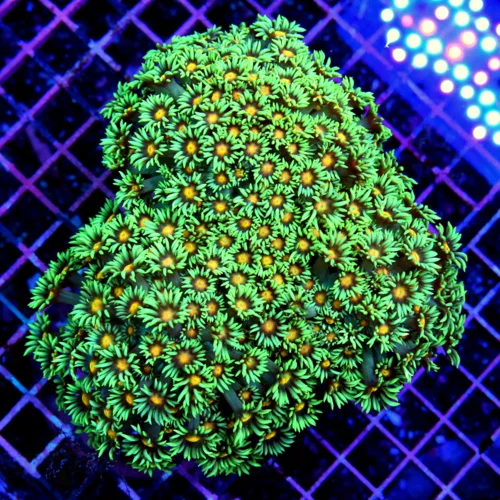 6x5 GONIOPORA CORAL - HAVE NOT HAD THESE IN OVER TEN YEARS WE BOUGHT THEM ALL! ULTRA COLORED GONIOPO