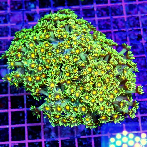 5.5x5 GONIOPORA CORAL - HAVE NOT HAD THESE IN OVER TEN YEARS WE BOUGHT THEM ALL! ULTRA COLORED GONIO