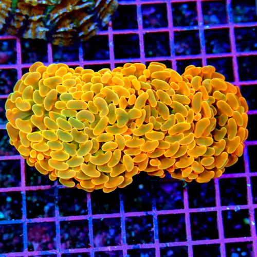 6x4 HAMMER CORAL - ULTRA "HOME DEPOT" ORANGE COLLECTOR'S ITEM HAMMER CORAL