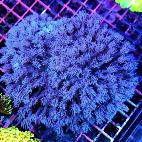 7x7 GIANT GONIOPORA CORAL -  SUPER PURPLE ULTRA COLORED ULTRA GRADE GONIOPORA CORAL