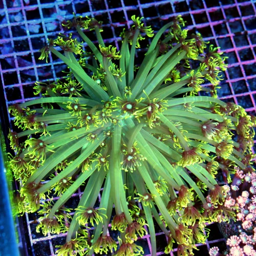 8x8 GONIOPORA CORAL - BLUE JEWEL EYED LEMON LIME GREEN GONIOPORA CORAL