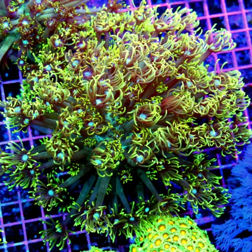 8x8 GONIOPORA CORAL - BLUE JEWEL EYED LEMON LIME GREEN GONIOPORA CORAL