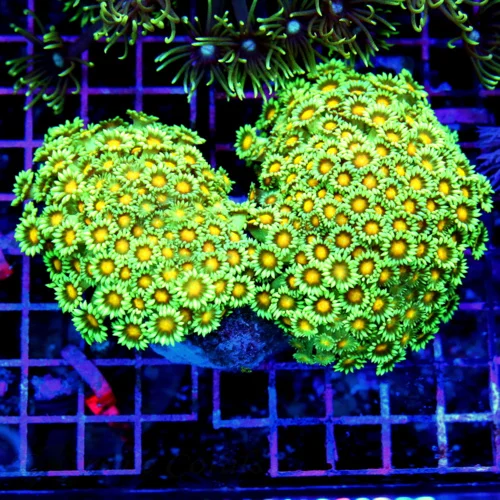6x5 GONIOPORA CORAL -  HAVE NOT HAD THESE IN OVER TEN YEARS WE BOUGHT THEM ALL! ULTRA COLORED GONIOP