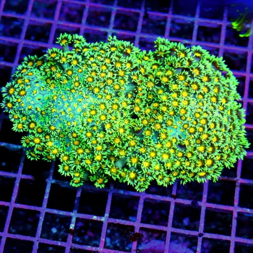 6x5 GONIOPORA CORAL -  HAVE NOT HAD THESE IN OVER TEN YEARS WE BOUGHT THEM ALL! ULTRA COLORED GONIOP