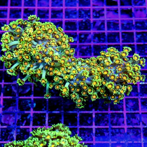 6.5x4 GONIOPORA CORAL -  HAVE NOT HAD THESE IN OVER TEN YEARS WE BOUGHT THEM ALL! ULTRA COLORED GONI
