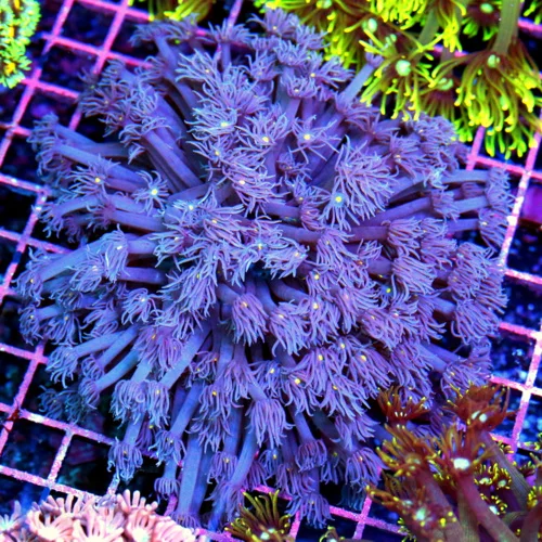 6x6 GONIOPORA CORAL - SUPER PURPLE ULTRA COLORED YELLOW EYED GONIOPORA CORAL