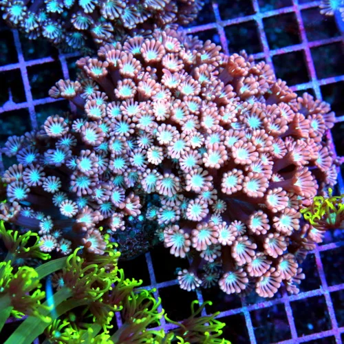 5.5x5.5  GONIOPORA CORAL - NEON PINK AND RED WHITE EYED ULTRA COLORED GONIOPORA CORAL