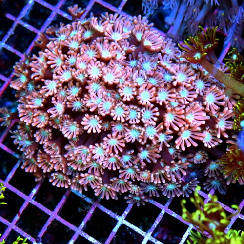 5.5x5.5 GONIOPORA CORAL - NEON PINK AND RED WHITE EYED ULTRA COLORED GONIOPORA CORAL