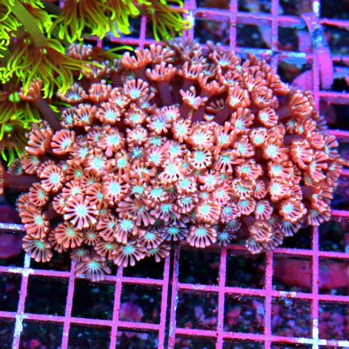 5x5.5 GONIOPORA CORAL - NEON PINK AND RED WHITE EYED ULTRA COLORED GONIOPORA CORAL
