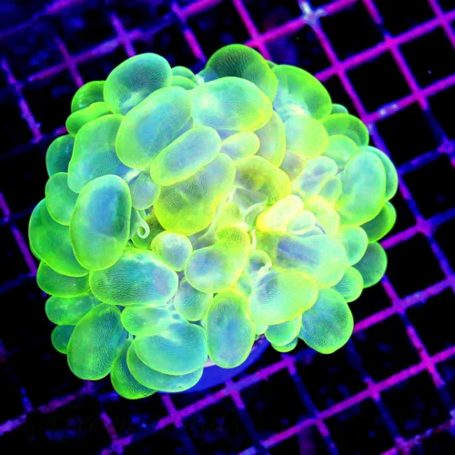 4x4 BUBBLE CORAL -ULTRA GLOW IN THE DARK NEON YELLOW BLUE BUBBLE CORAL