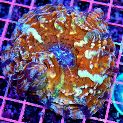 5.5x5.5 INDOPHYLLIA CORAL - TOTALLY INSANE NEVER SEEN "GOLDEN DRAGON" INDOPHYLLIA CORAL