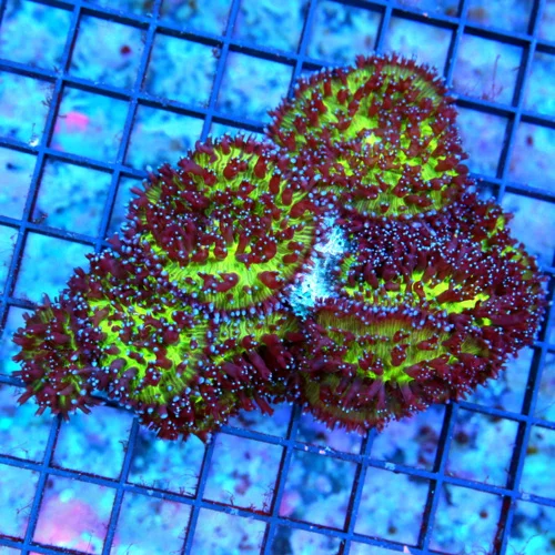 4.5x4 MUSHROOM CORAL - ULTRA PURPLE TENTACLED HAIRY MUSHROOM CORAL