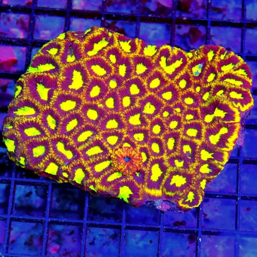 5x4.5 FAVIA CORAL - INCREDIBLE RED GLOW IN THE DARK YELLOW SUPER GRADE FAVIA CORAL