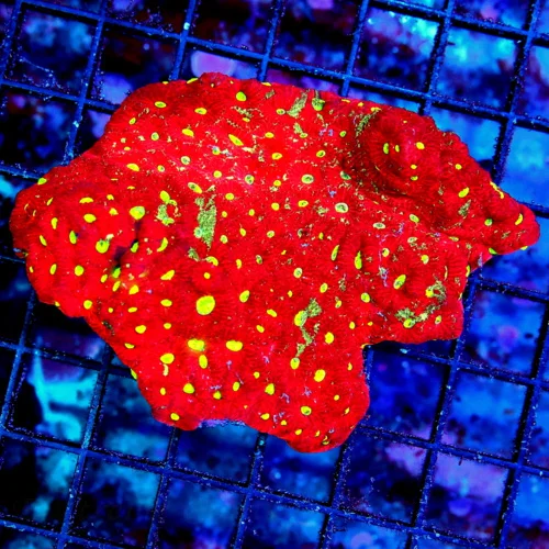 4.5x4 FAVITES CORAL - SUPER NEON RED GLOWING GREEN EYED WAR CORAL FAVITES