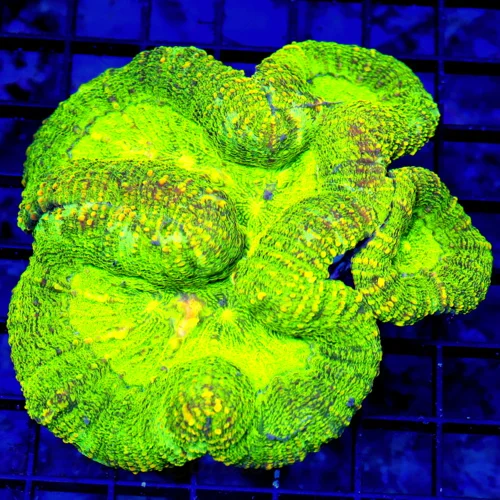 5x4.5 LOBOPHYLLIA CORAL - SUPER SUPER MULTICOLORED GLOW IN THE DARK GREEN LOBOPHYLLIA CORAL