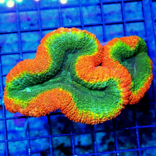 5.5x4 LOBOPHYLLIA CORAL - ULTRA GRADE ULTRA TRI-COLORED LOBOPHYLLIA CORAL