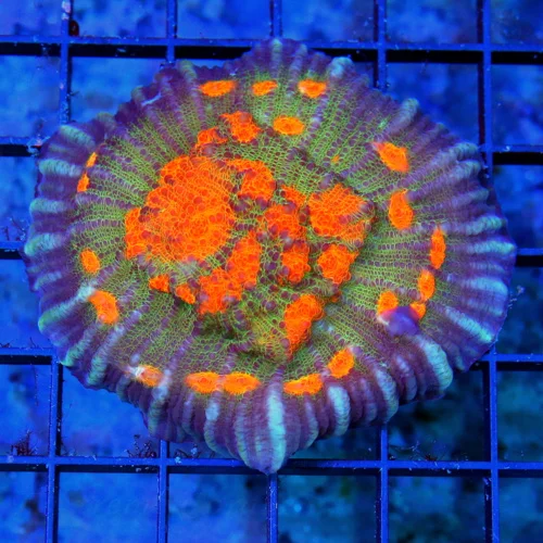 3.5x3.5 ECHINOPHYLLIA CHALICE CORAL - COLLECTOR'S ITEM INSANE MULTICOLORED ORANGE EYED CHALICE CORA