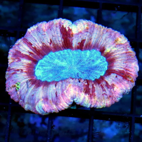 3 TRACHYPHYLLIA CORAL - AWESOME BLUE EYED ULTRA COLORED TRACHYPHYLLIA CORAL