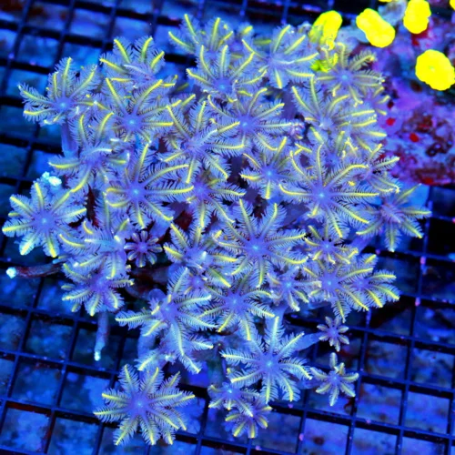 5.5x5 CLOVE POLYPS CORAL - ULTRA GRADE ULTRA COLORED "FIRECRACKER" CLOVE POLYPS