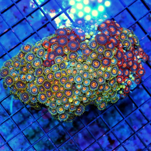 5x4 COMBO ZOANTHID CORAL - ULTRA GRADE ULTRA COLORED COMBO ZOANTHID CORAL