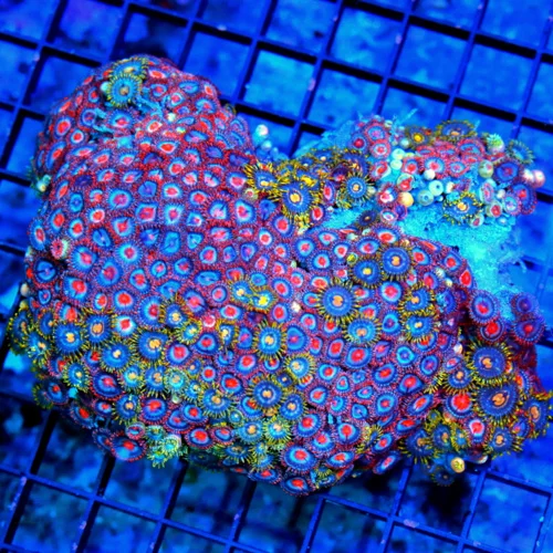 5.5x4.5 COMBO ZOANTHID CORAL - ULTRA GRADE ULTRA COLORED COMBO ZOANTHID CORAL