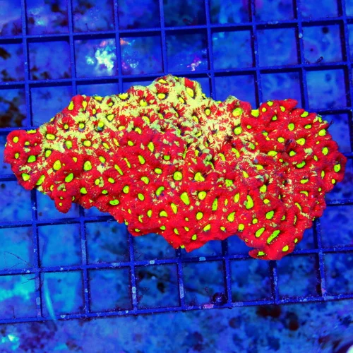 5.5x3.5 WAR CORAL FAVITES - VERY VERY NICE ULTRA LEMON LIME YELLOW EYED WAR CORAL FAVITES