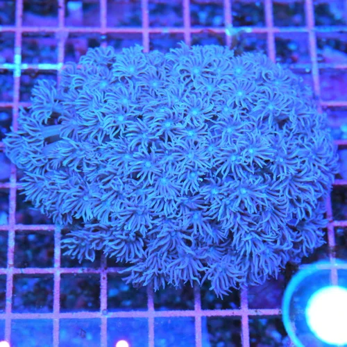 5.5x5.5 GONIOPORA CORAL - ULTRA ULTRA PURPLE ULTRA GRADE GONIOPORA CORAL